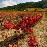 vigne-provence-en-automne