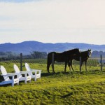 carneros_vignes et chevaux