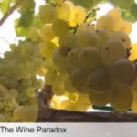 Euronews_WineParadox