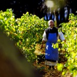 Abbaye dans-les-vignes