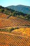 saint-Chinian vignes automne