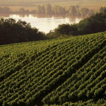 vigne vue sur estuaire