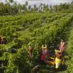 vendanges-Rangiroa