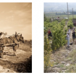 vendanges à l’ancienne