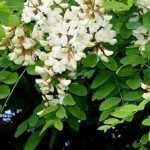 fleurs d’acacia