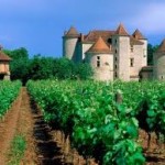 Cahors chateau vignes