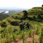 Cornas superbe vue des coteaux