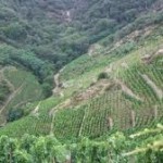 Cornas vignes coteaux