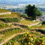 cornas coteaux vue du haut