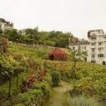 vignes iles de france