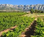 sainte Victoire vue vignoble
