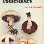 guide des champignons faciles à trouver