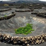 vigne-lanzarote-150×150