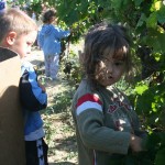 petits vendangeurs