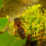 abeille fleur de vigne