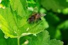 abeille qui boit