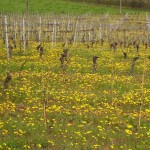 abeilles vignes