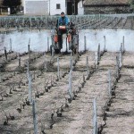 abeilles vignes désherbées