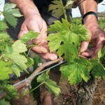 buzet vignes