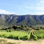 article aude-ariege-vignoble-sur-le-sentier-cathare