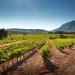 french wine vignes