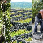 le-tour-d-europe-des-vins-insolites_fullwidtharticle