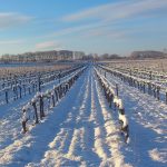 domaine-gourgasse