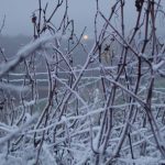 gel-dans-les-vignes