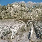 Le vignoble champenois en hiver
