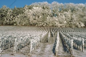 Le vignoble champenois en hiver