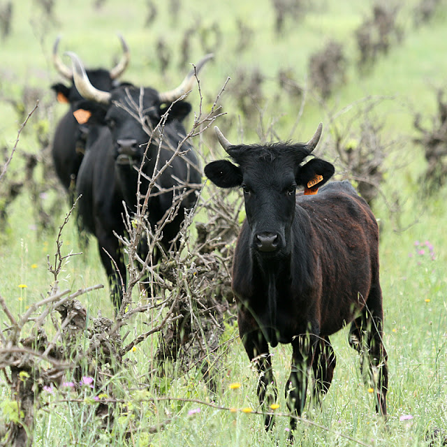 camargue-taureaux_5331_4