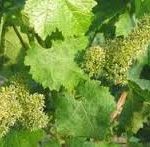 fleurs-de-vignes