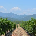 vignerons-daghione-vignes-corse