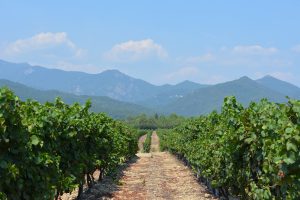 vignerons-daghione-vignes-corse