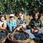 photos-enfants-vignes