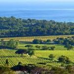 vignobles-st-tropez