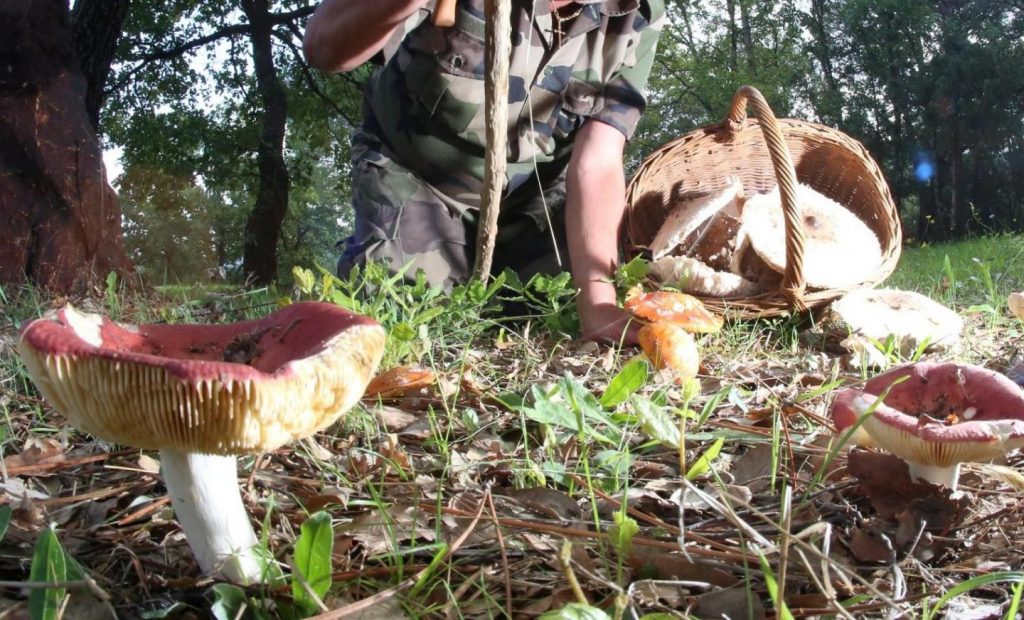 champignons-nice-matin