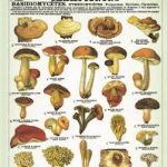 champignons-affiche
