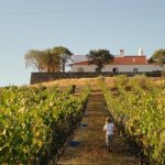 photo herdade-do-vau rang vignoble