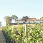 photo herdade-do-vau vignoble