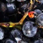 ethicdrinks raisins et coccinelle