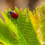 feuille-muscat-bio-frontignan-languedoc