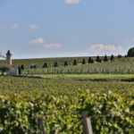 saint emilion vignes