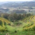 vignes Correze AOP INAO