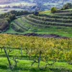 vins-Corrèze